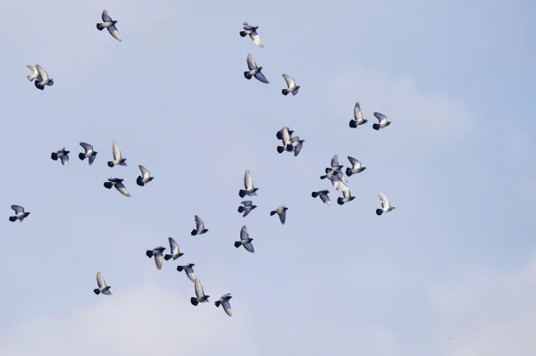 In some places in Latvia, the sun will shine on Wednesday