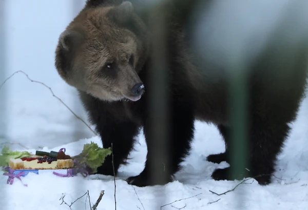 Bear Ilzite from Ligatne invites you to celebrate her 25th birthday