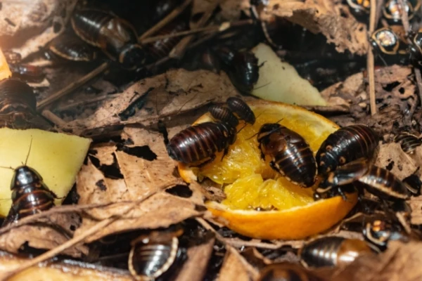 Cockroaches Embrace to Survive During Drought