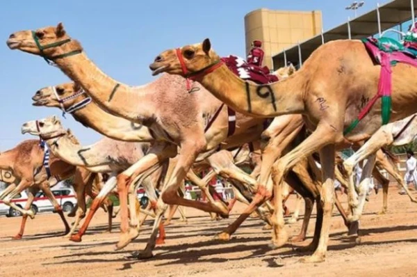 Is it true that a new sport has emerged – camel racing?