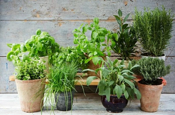 Sneezing and Tears: Nine Most Allergenic Houseplants