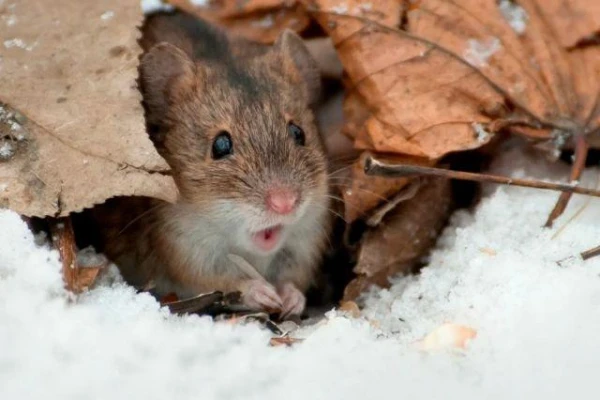 Can you get rid of mice in the summer house in winter?