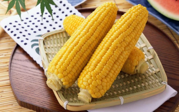 Is it true that corn is not digested by humans and why should we consume it?