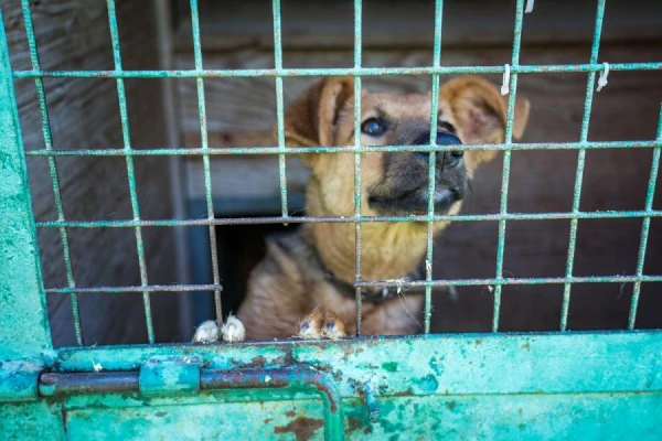 A Ban on the Consumption of Dog Meat Officially Introduced in South Korea