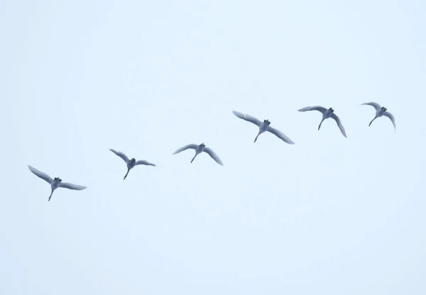 2025 in Latvia ended with the fifth warmest December on record