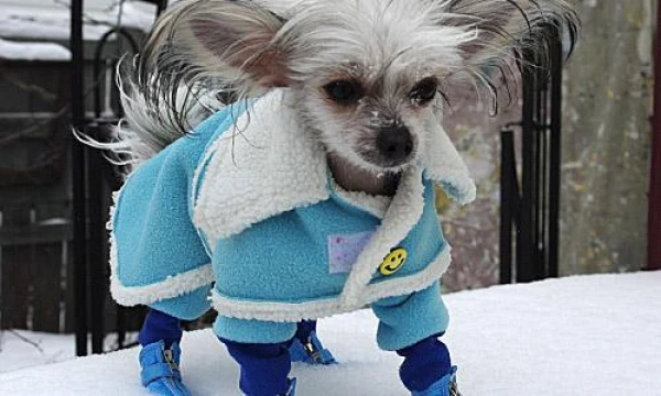 How to Protect the Health of Hairless Dogs in Winter