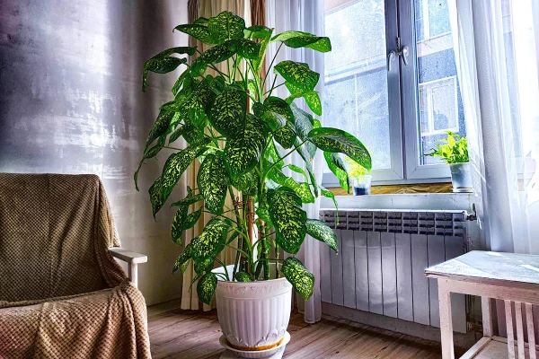 These 3 Plants Are Forbidden: Which Flowers Are Better to Remove from the Bedroom in Winter