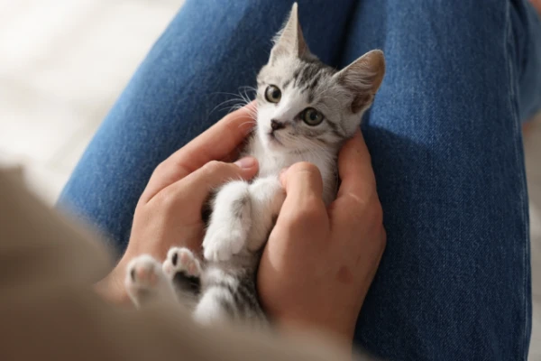 Why Cats Learn Human Language Faster Than Infants
