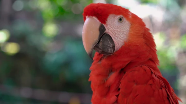 Experts have discovered whether parrots understand what they are saying