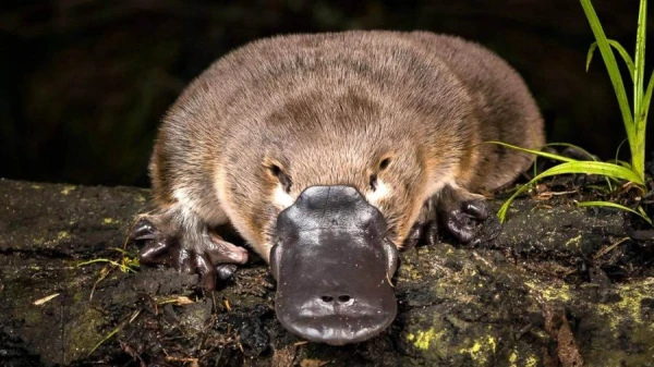 The Amazing Story of the Platypus: Why Scientists Long Doubted Its Existence