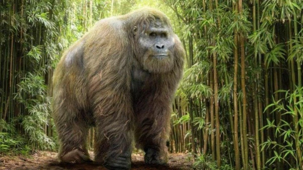 Scientists Reveal the Reasons for the Extinction of the Largest Ape on the Planet