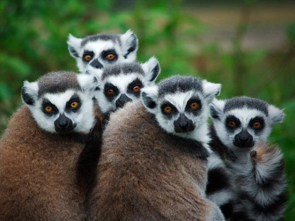 How Lemurs Study Our Behavior: Five Facts About Highly Intelligent Animals