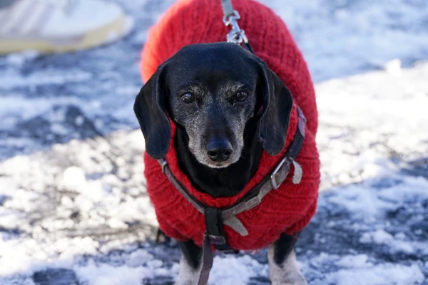 In Helsinki, they study how road salt affects dogs' paws