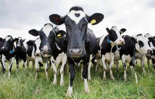 Mark Zuckerberg Raises Cattle and Plans to Feed Them Beer