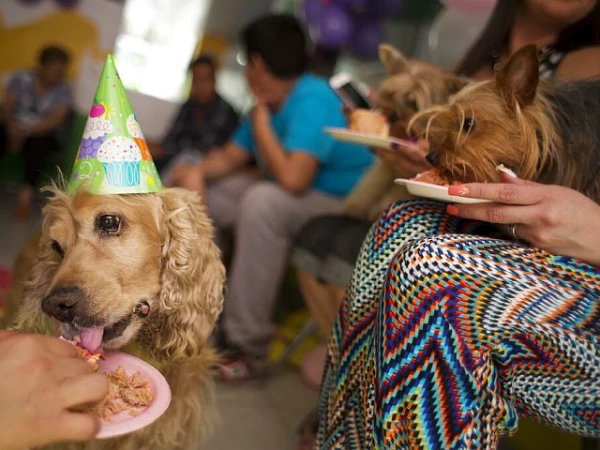 Кто же откажет милому питомцу в закуске.