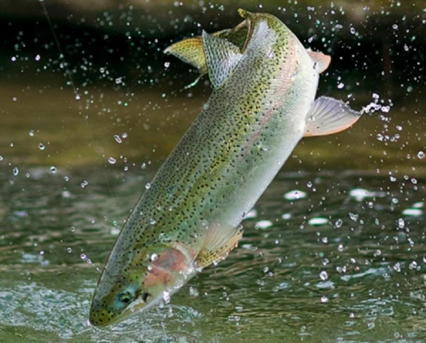 "Stocked Trout" - Japanese Want to Farm Fish in Cages in the Gulf of Riga