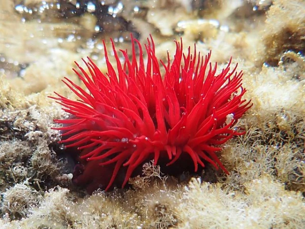 Актинии расслабляются в водном покое.