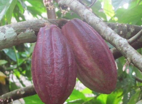 Ну ни разу не похоже на наши любимые вкусняшки.