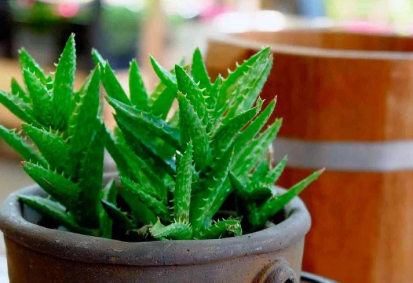 Five Houseplants That Are Easy to Care For