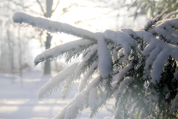 Frosts in Latvia for a Long Time? Meteorologists Have an Answer
