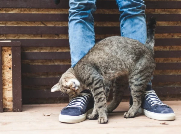 Why Does a Cat Follow Its Owner Everywhere: The Real Reasons for This Behavior