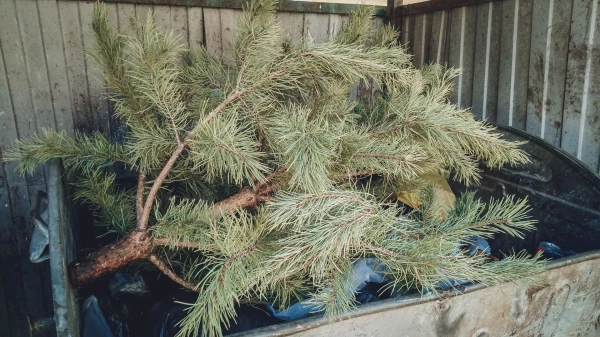 In Riga, there will be a charge of 6 euros for the disposal of Christmas trees discarded after the deadline