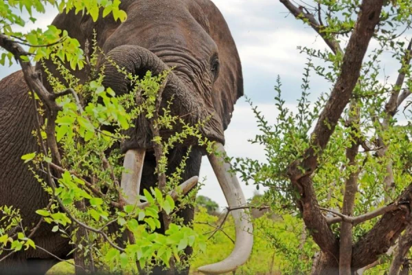 In India, an aggressive elephant killed 17 people in nine days