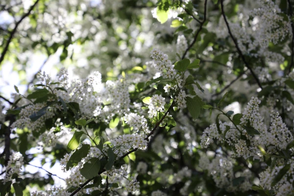The Common Bird Cherry Selected as Tree of the Year