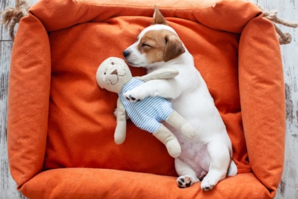A Dog Trainer Explained Which Toys Dogs Really Need