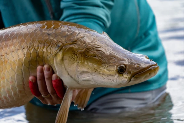 A giant fish caught in the Brazilian state has alarmed ecologists