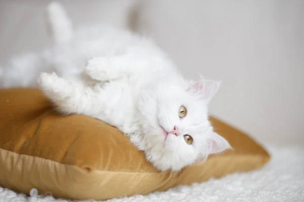Does a Cat's Character Depend on Its Color? Scientists Conducted a Study