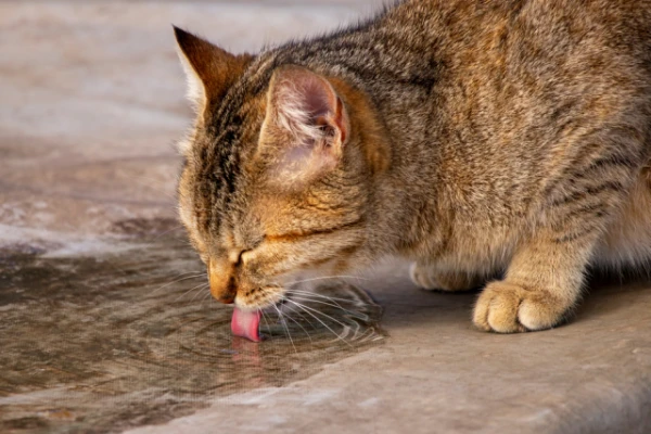 How do wild animals drink dirty water and not get sick?