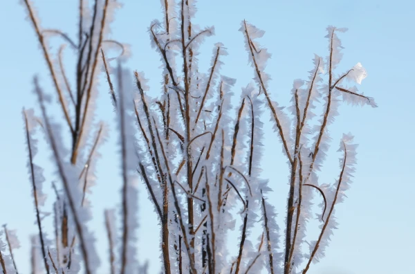 Folk Omens for January 14 — Vasily's Day