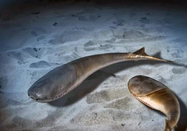 Рыбы вида Sacabambaspis были длиной всего 35 сантиметров, но уже имели все признаки, делающие их похожими на рыб современных - глаза, смотрящие вперед, защищенную голову.