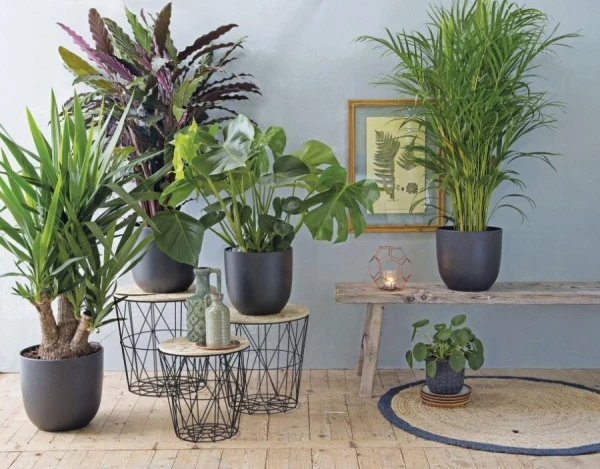 Top 10 Houseplants for North Windows