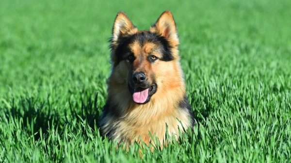 Why Dogs Do Not Perceive Red and Green Colors