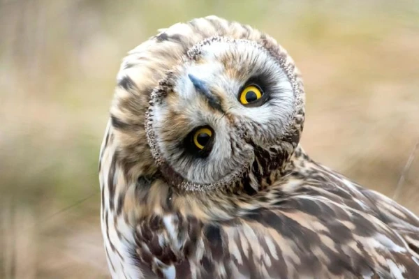 Why Are Owls Associated with Wisdom in Humans?