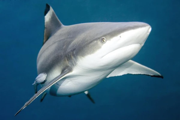 Sharks Are Disappearing at an Alarming Rate Due to Fin Trade
