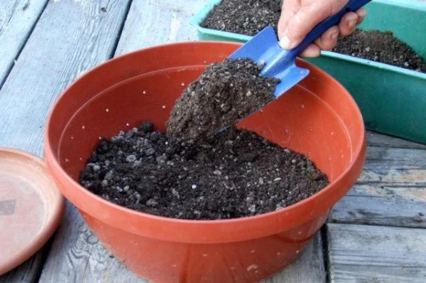 Gardener's Calendar for January 16: Seedling Feeding