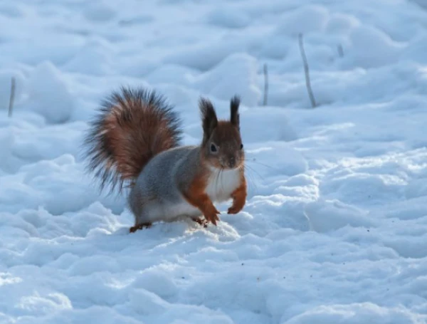 Frost Will Intensify - Meteorologists Warned Latvians