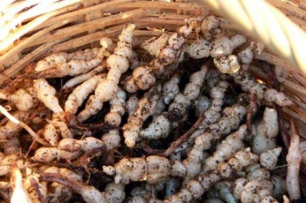 What are the benefits of stachys?