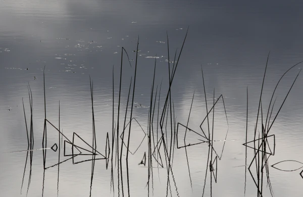 A New Nature Conservation Plan for Dole Island Nature Park Will Be Developed