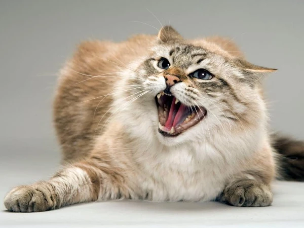 Why Do Cats Prefer Cheap Food? Explains a Zoo Psychologist