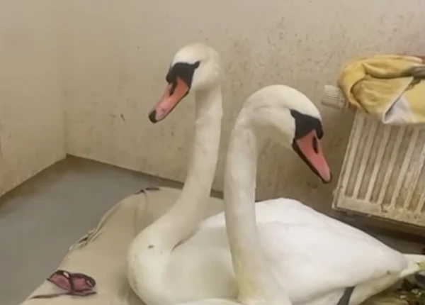 Together Until the End: In Latvia, They Fight for the Life of an Inseparable Pair of Swans