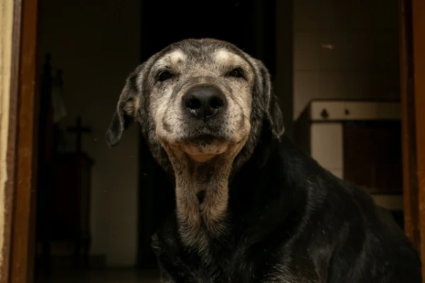 Early Signs of Brain Aging: What Behavioral Changes in Older Dogs Should Not Be Ignored