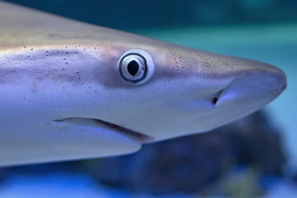 How Sharks Can Teach Us to Preserve Our Vision for a Lifetime?