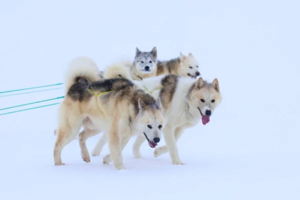 When Did the Last Dogs Disappear from Antarctica?