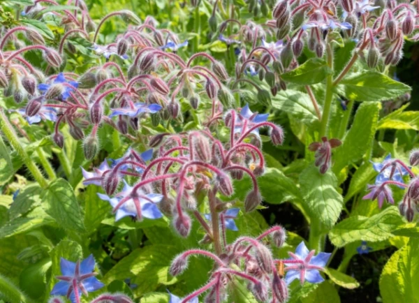 The folk remedy confirmed in the laboratory: “Holy Tea” proved to be effective