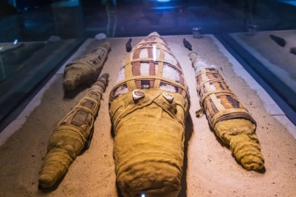Crocodile Mummy with Entire Stomach Contents Discovered in Egypt