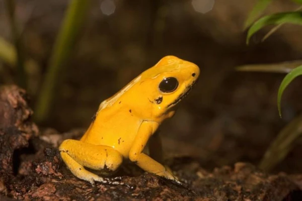 Which animal has the strongest venom?